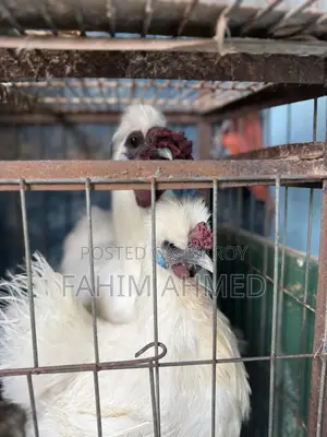 Silky Chicken