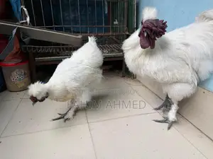 Silky Chicken