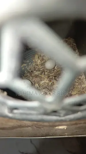 ককাটেল ফর সেল