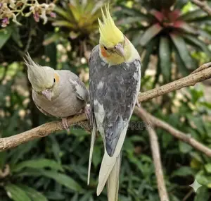 ককাটেল ফর সেল