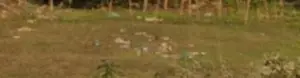 Land suitable for living