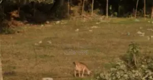Land suitable for living