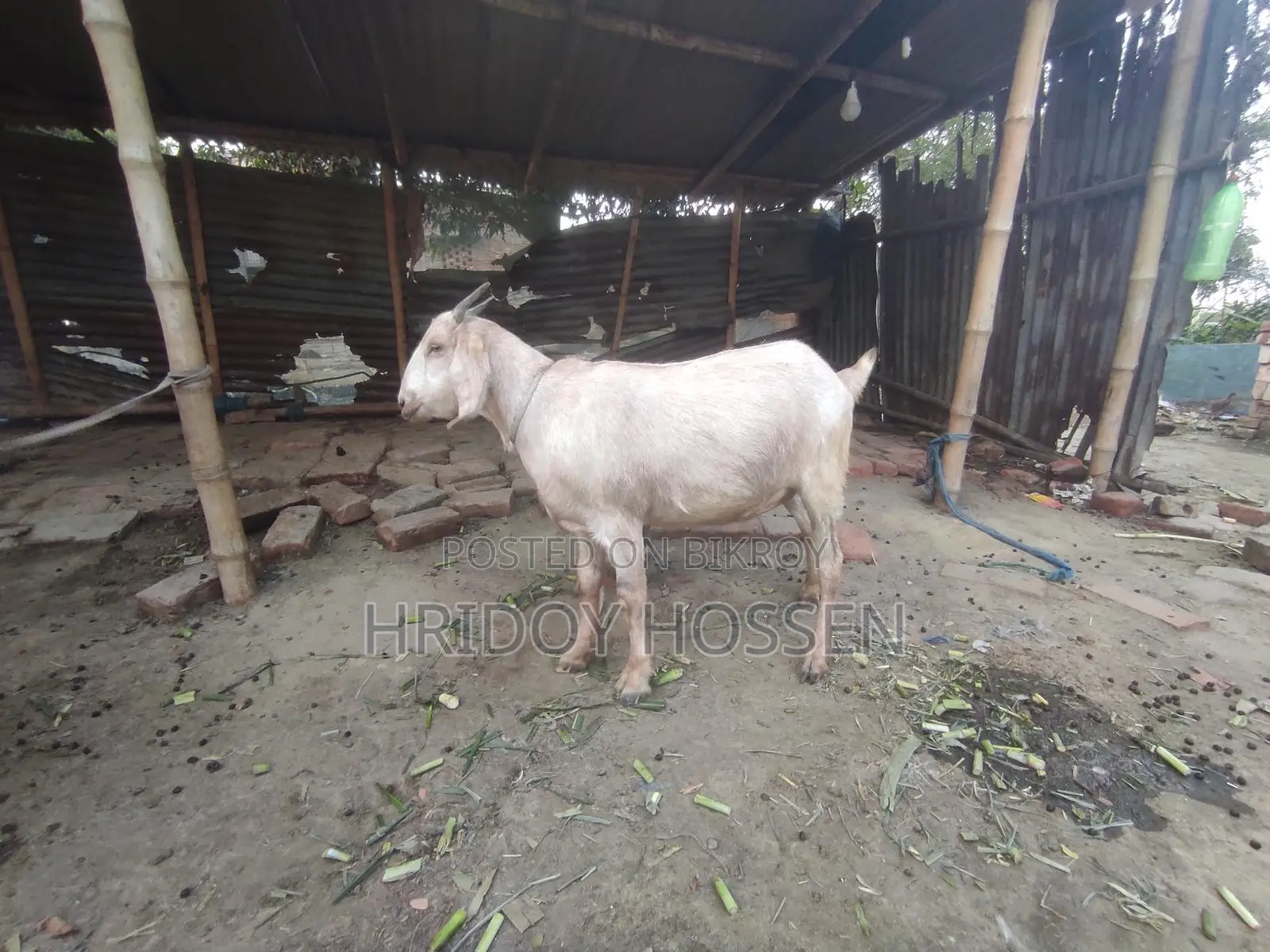 কোরবানি উপলক্ষে ছাগল বিক্রি করতে চাচ্ছি।