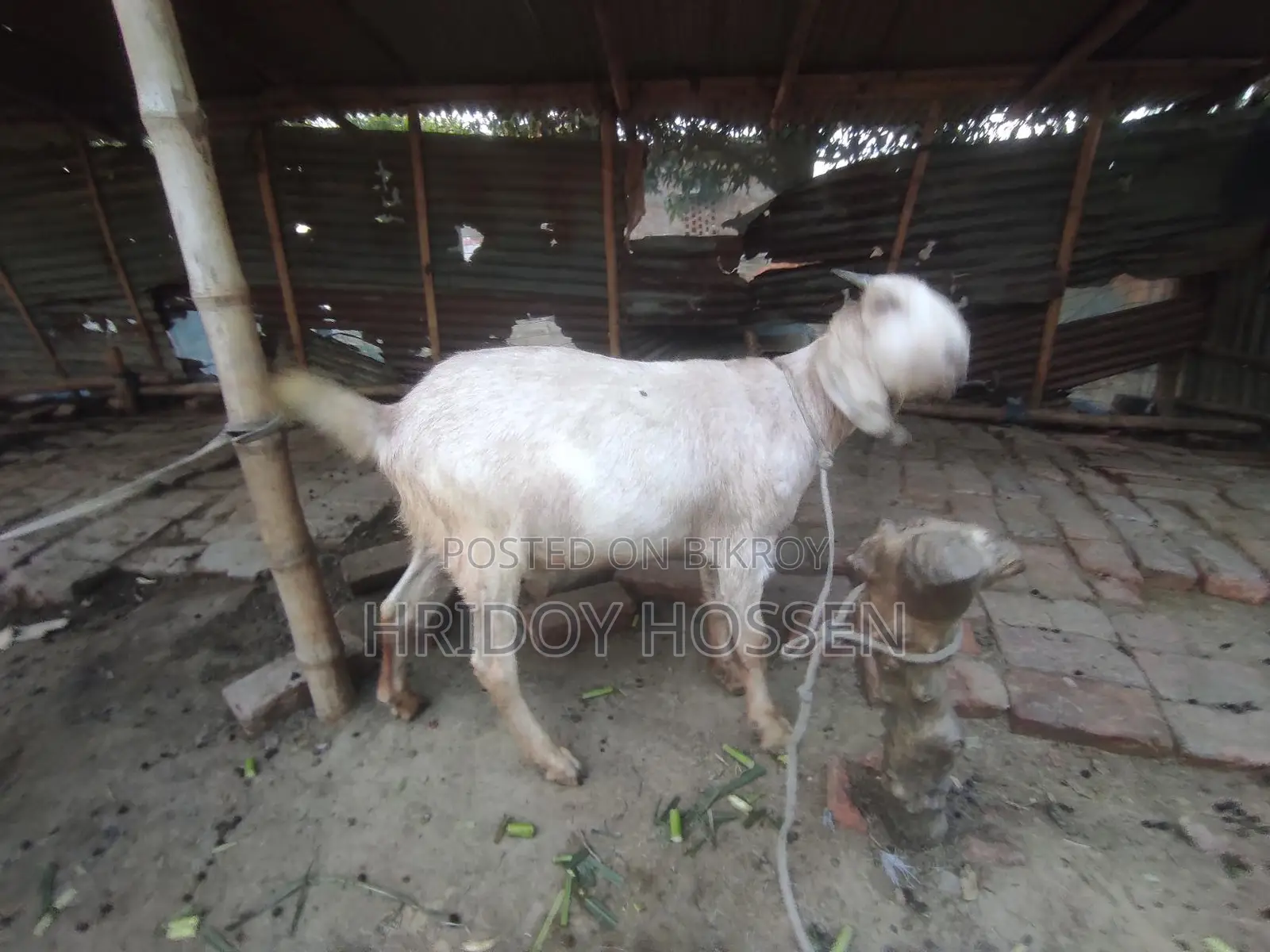 কোরবানি উপলক্ষে ছাগল বিক্রি করতে চাচ্ছি।