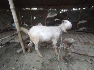 কোরবানি উপলক্ষে ছাগল বিক্রি করতে চাচ্ছি।
