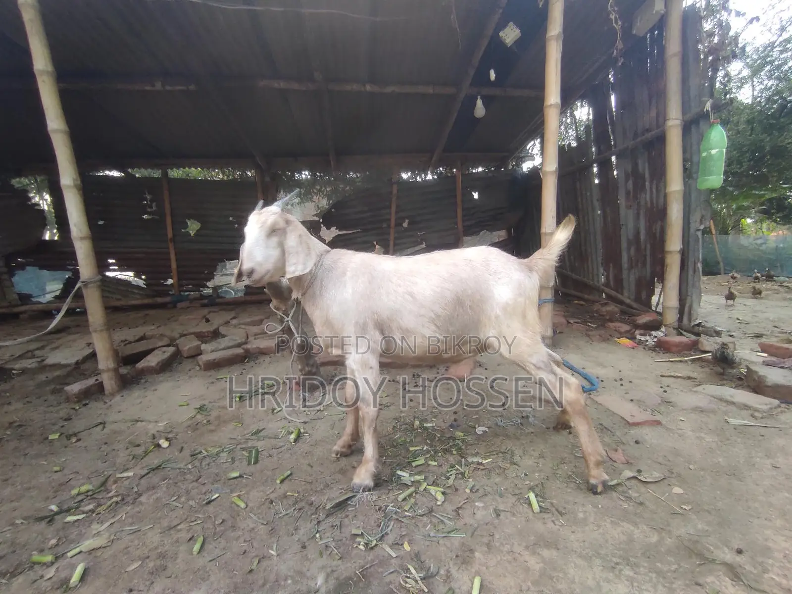 কোরবানি উপলক্ষে ছাগল বিক্রি করতে চাচ্ছি।