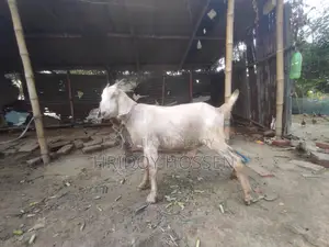 কোরবানি উপলক্ষে ছাগল বিক্রি করতে চাচ্ছি।