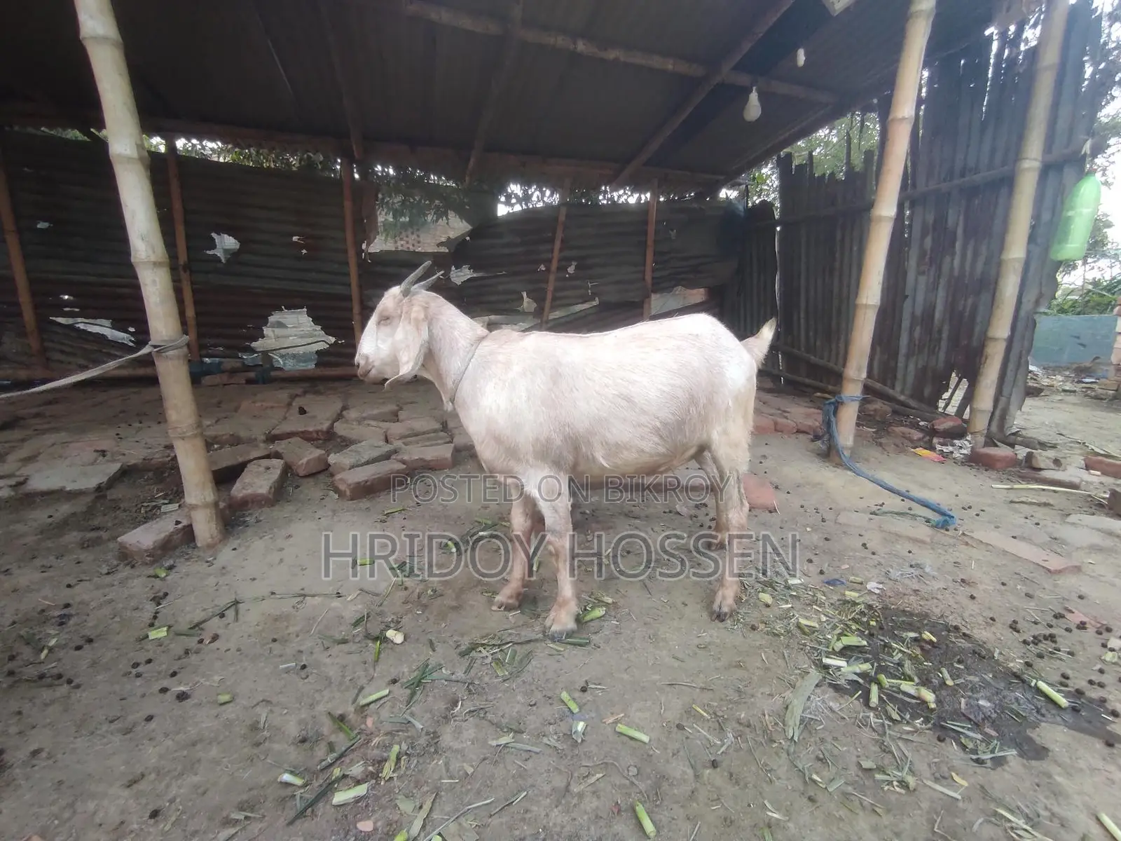 কোরবানি উপলক্ষে ছাগল বিক্রি করতে চাচ্ছি।