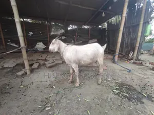 কোরবানি উপলক্ষে ছাগল বিক্রি করতে চাচ্ছি।
