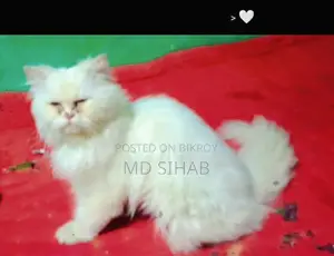 Pure Persian biral ~/