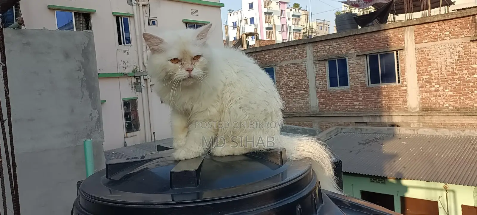 Pure Persian biral ~/