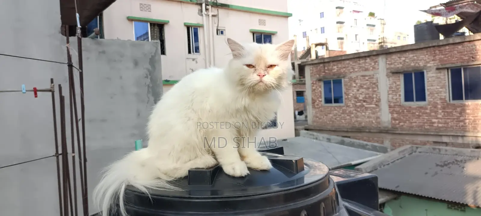 Pure Persian biral ~/
