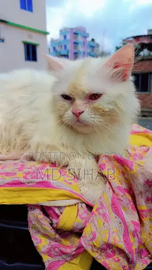 Pure Persian biral ~/