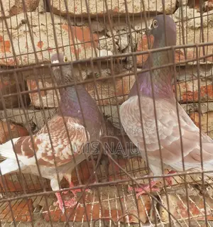 রেট চেকার রেসার