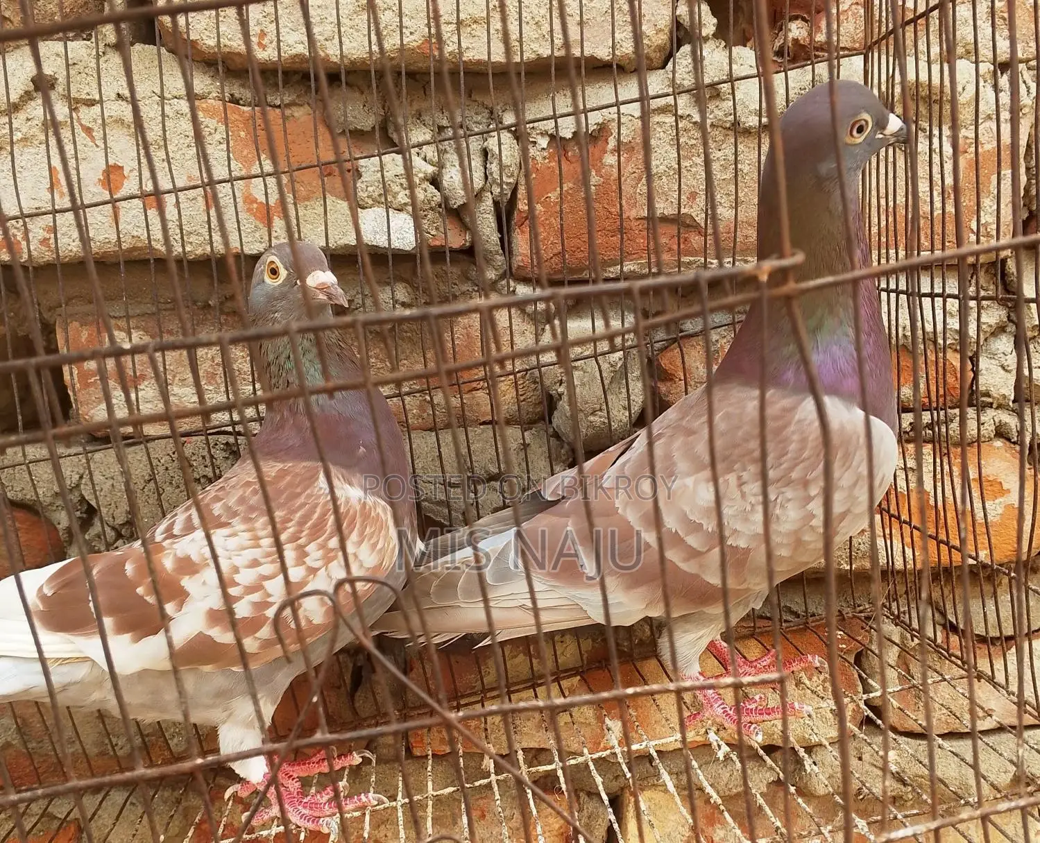 রেট চেকার রেসার
