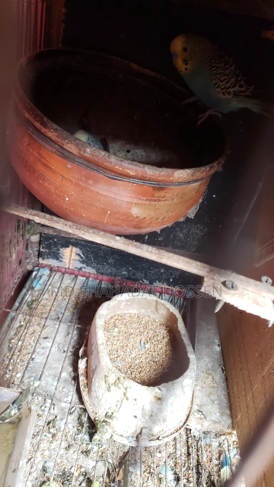 বারজিগার পাখি