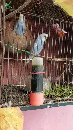 বারজিগার পাখি