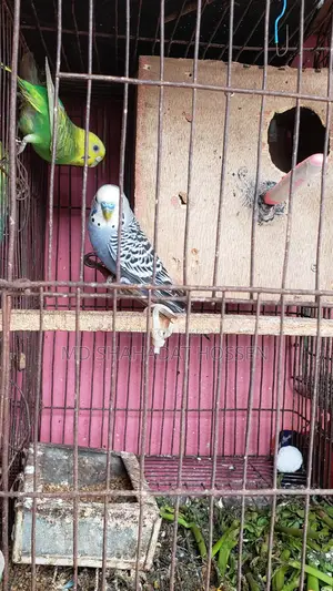 বারজিগার পাখি