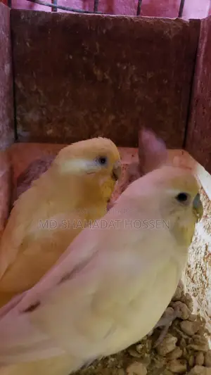 বারজিগার পাখি