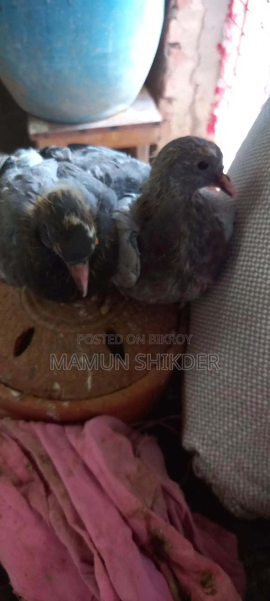 Pigeon chicks for sale