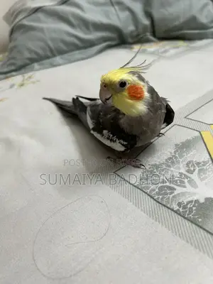 কোকাটেল পাখি