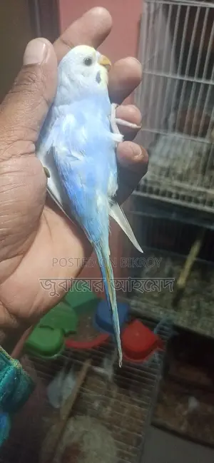 ১ টি রানি রেইনবো মুভ মেল এরং ৬ পিচ বাজরিকার বাচ্চা বিক্রি হবে