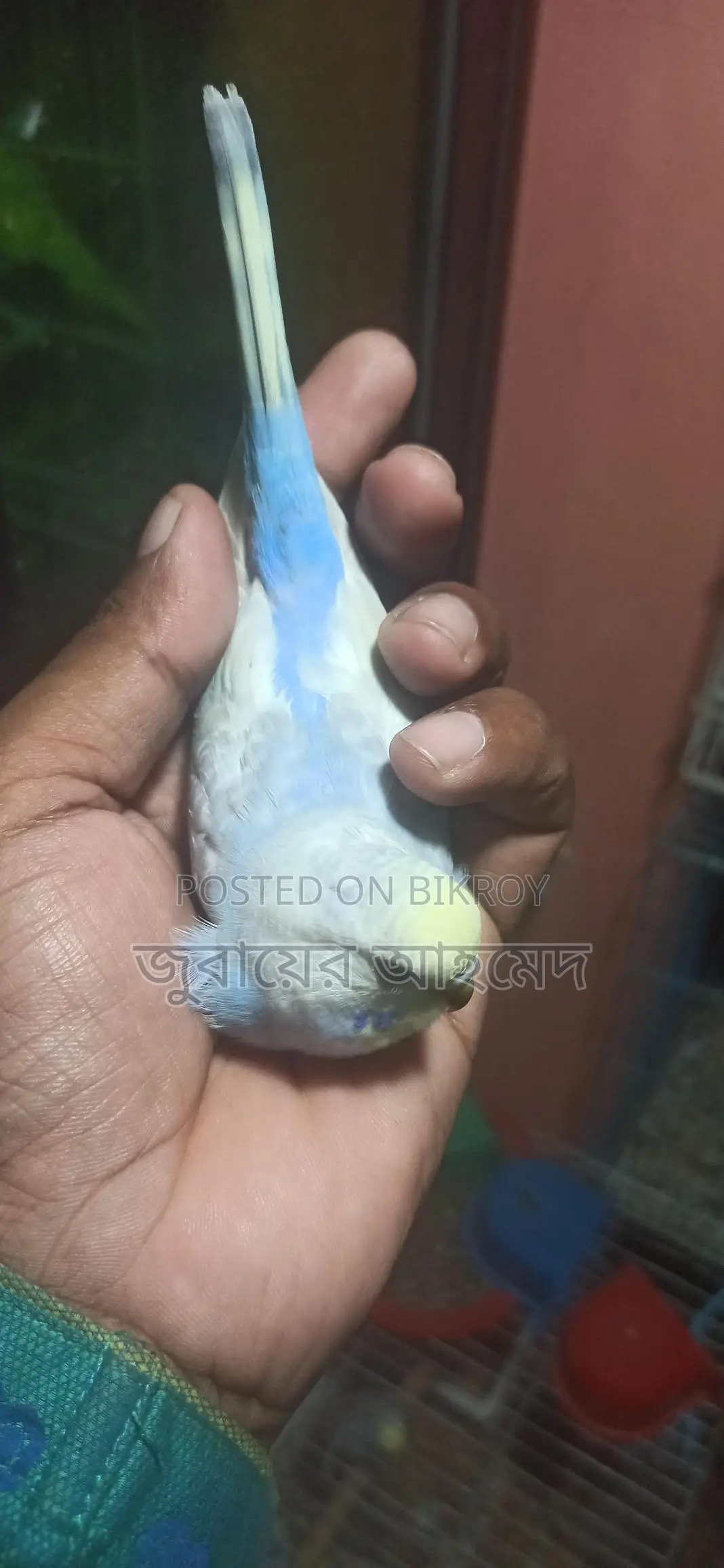 ১ টি রানি রেইনবো মুভ মেল এরং ৬ পিচ বাজরিকার বাচ্চা বিক্রি হবে