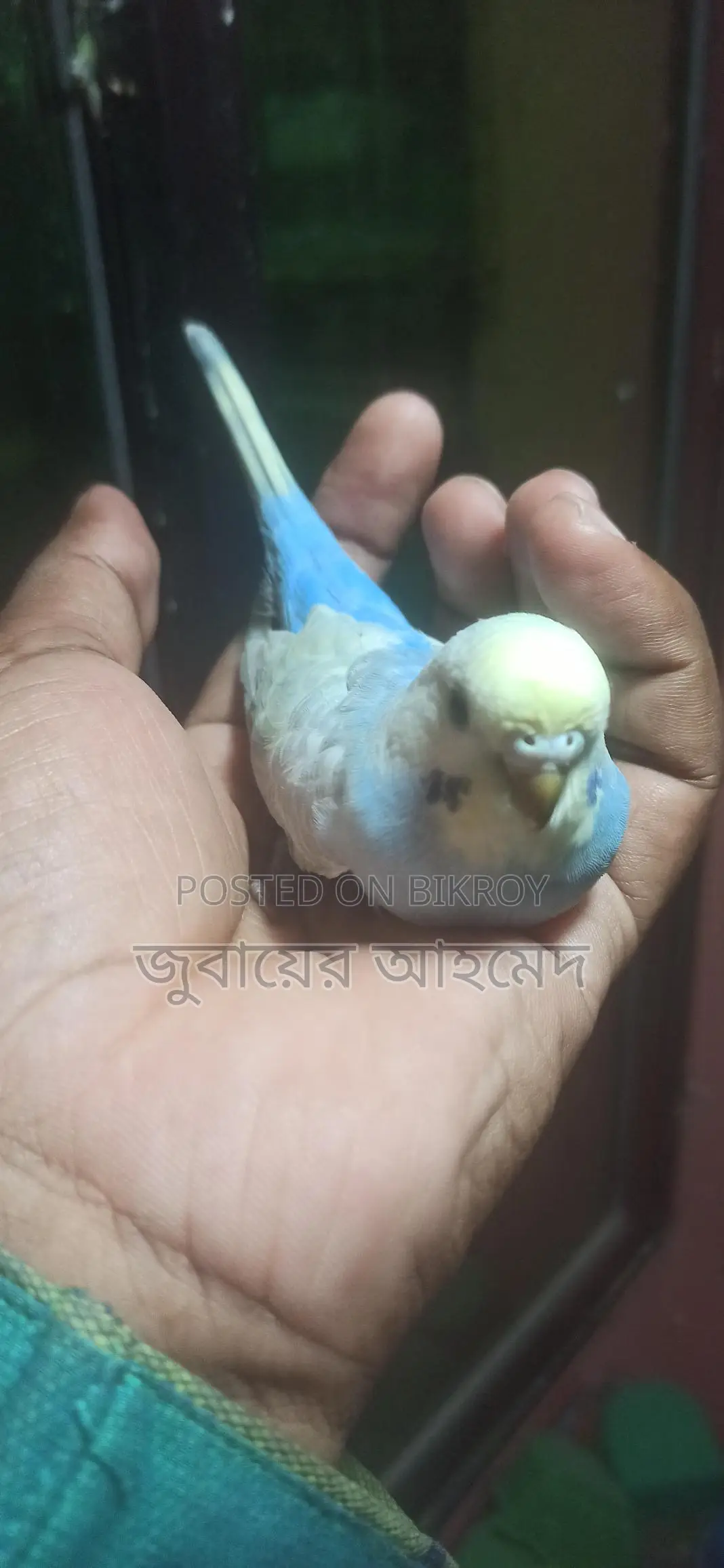 ১ টি রানি রেইনবো মুভ মেল এরং ৬ পিচ বাজরিকার বাচ্চা বিক্রি হবে