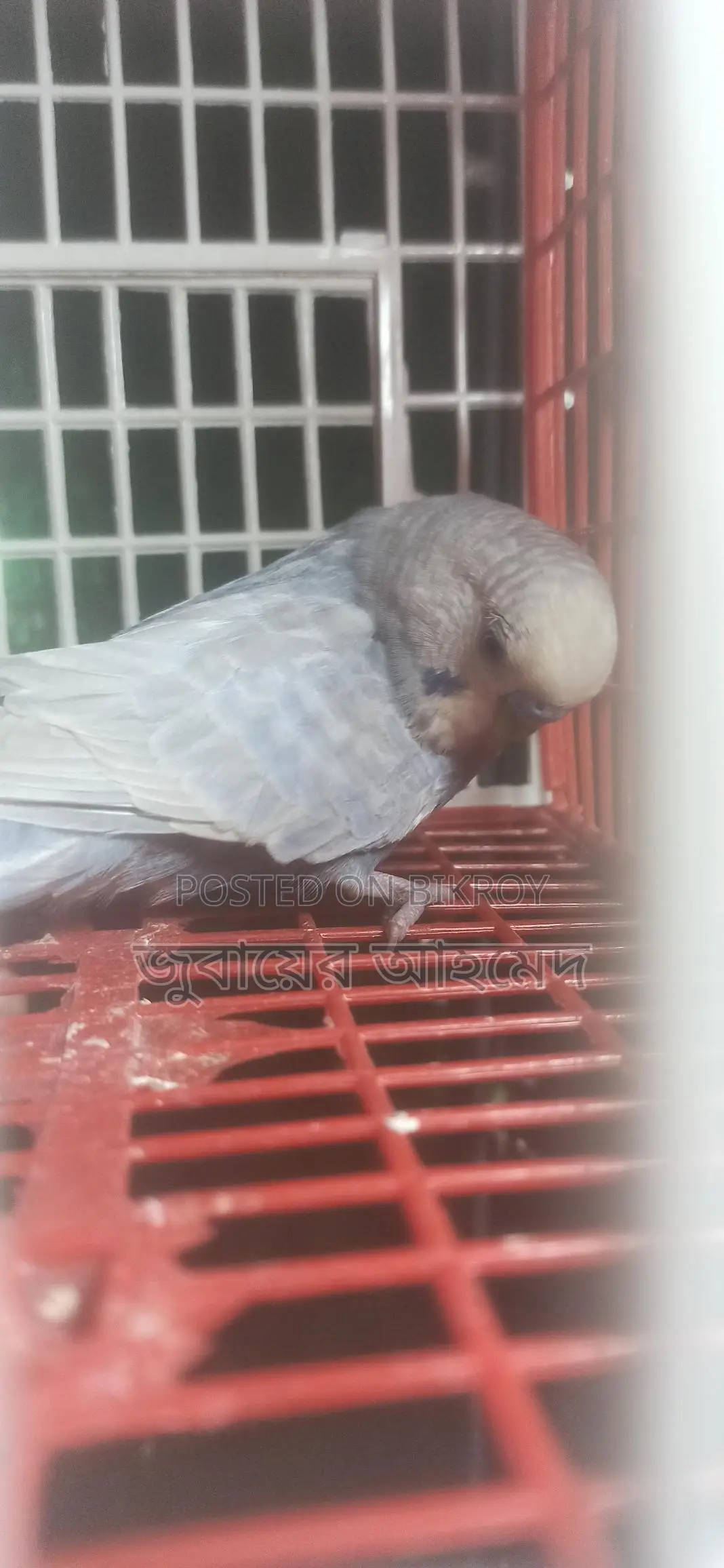 ১ টি রানি রেইনবো মুভ মেল এরং ৬ পিচ বাজরিকার বাচ্চা বিক্রি হবে
