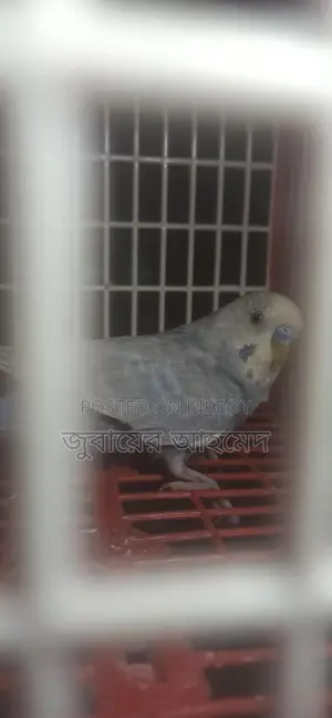 ১ টি রানি রেইনবো মুভ মেল এরং ৬ পিচ বাজরিকার বাচ্চা বিক্রি হবে