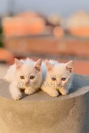 Mix Breed Cat