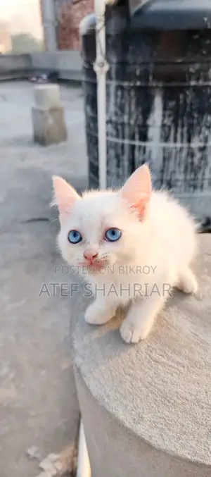 Mix Breed Cat