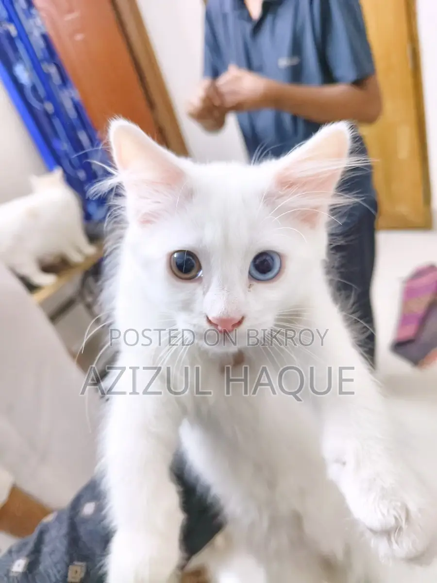 Persian male Cat