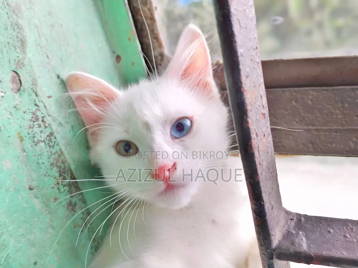 Persian male Cat