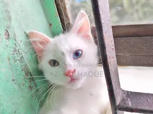 Persian male Cat