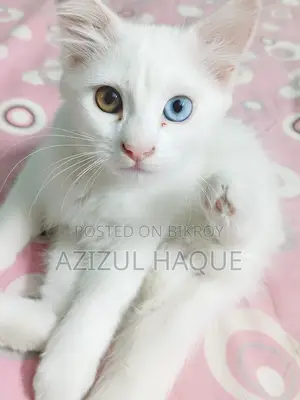 Persian male Cat