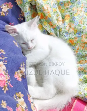 Persian male Cat