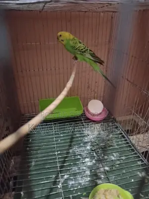 বাজরিগার পাখি