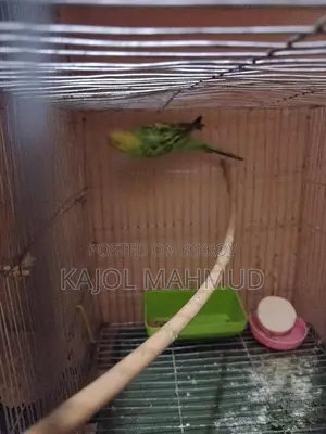 বাজরিগার পাখি