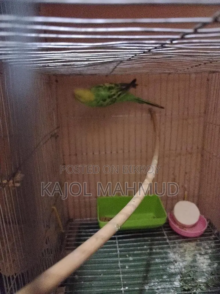 বাজরিগার পাখি
