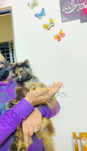 Persian Female Cat