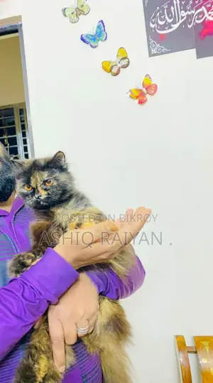 Persian Female Cat