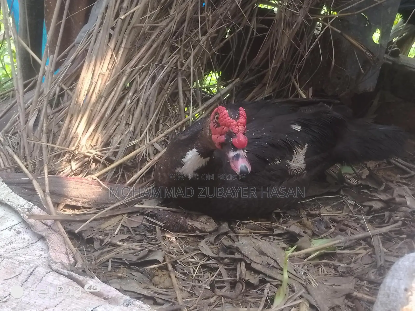 Chinese Duck
