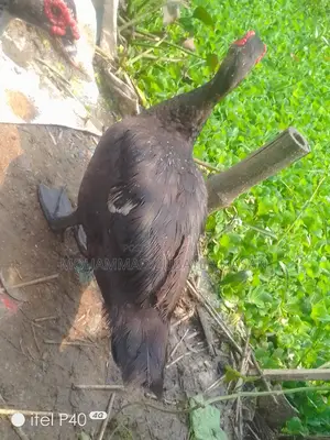 Chinese Duck