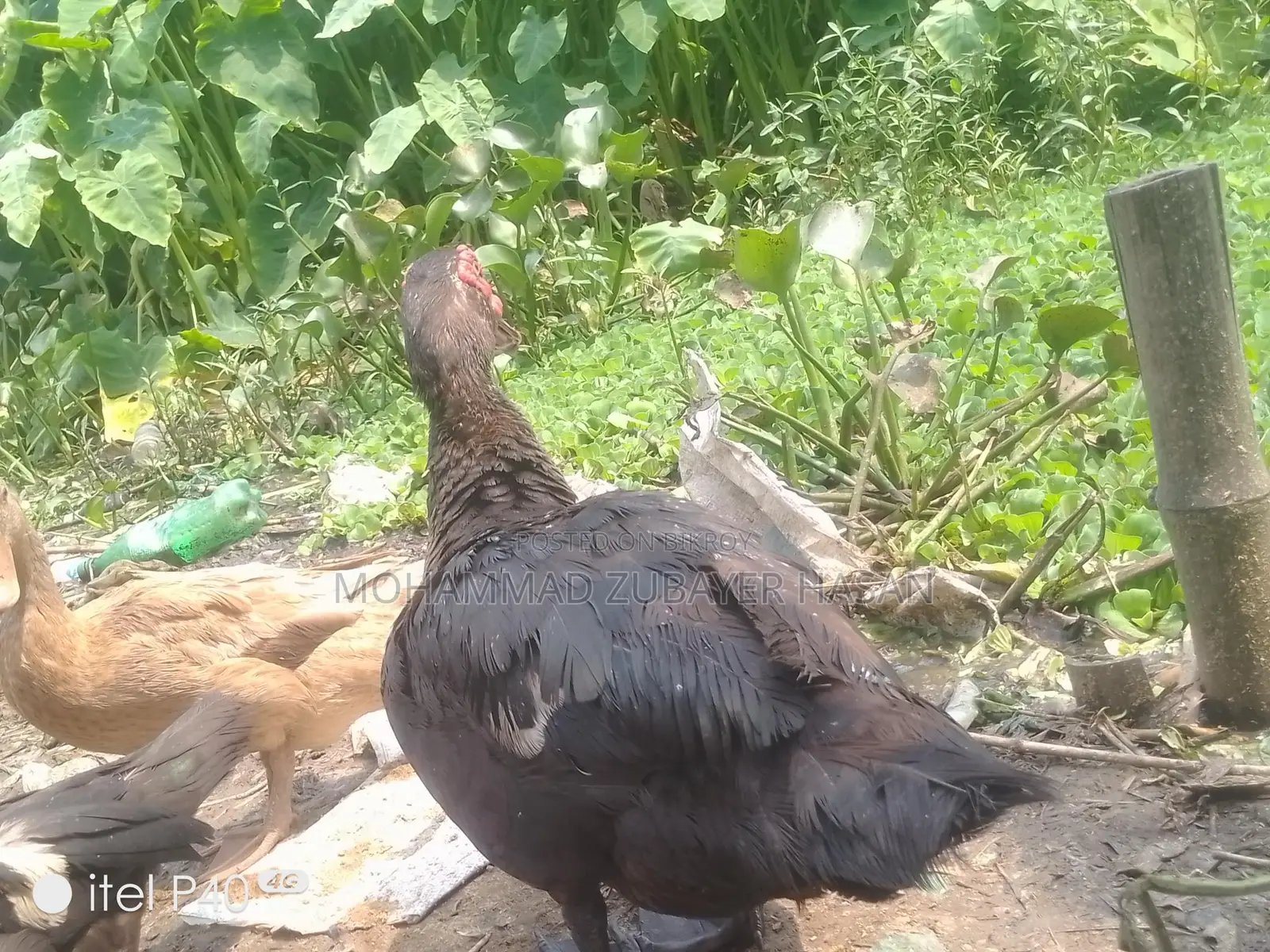 Chinese Duck