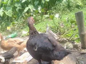 Chinese Duck