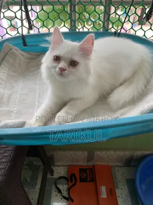 পার্সিয়ান বিড়াল
