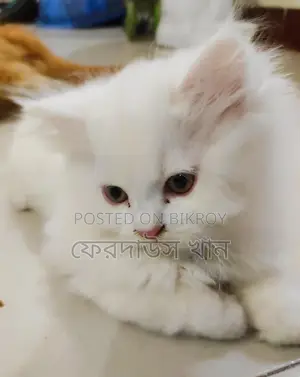 পিওর পার্শিয়ান মেল কিটেন বিক্রি হবে