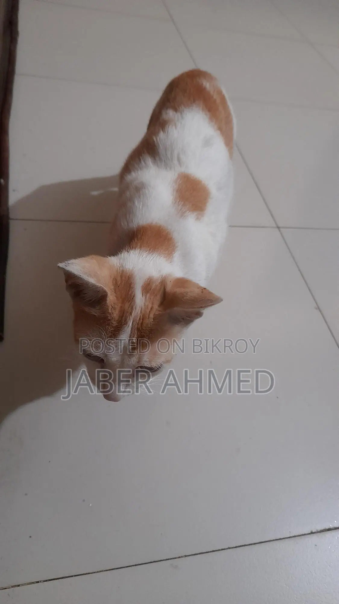 Cat adopted