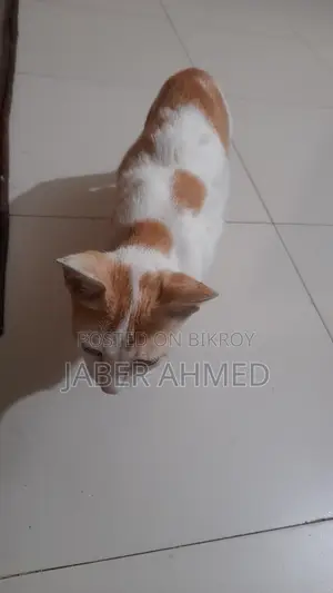 Cat adopted
